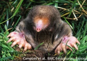 Mole The Two Faces of a Mole A Subterranean Mammal and a Chemical Unitpen spark